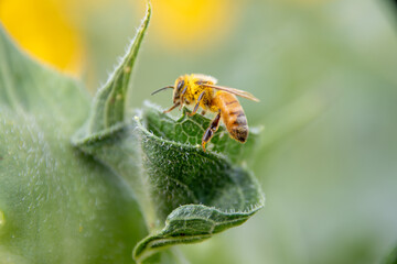Abeja con polen de girasol macro