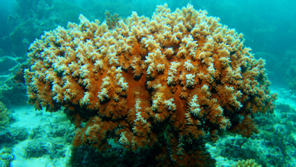 big orange coral underwater