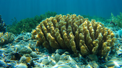 Naklejka na ściany i meble big yellow coral underwater