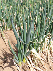 Close-up of green onions growing in the garden in spring. Nature background