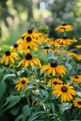 Beautiful black-eyed susan flowers blooming in late summer garden