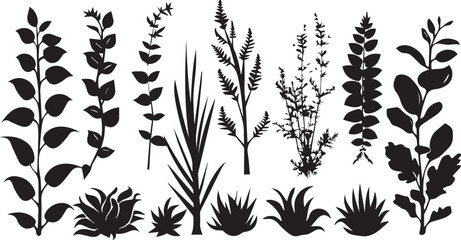 Beautiful plant with leaves silhouette on white background