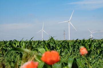 Windmills with blades produce energy on cornfield with bright red flowers reaching sun. Wind turbines generate alternative source