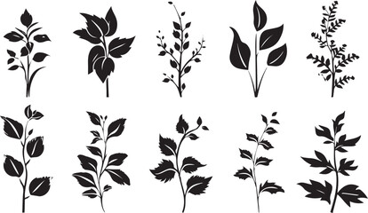 Beautiful plant with leaves silhouette on white background