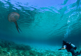 scuba diver, subacqueo e medusa, Diver and Purple or Pelagia Jellyfish,  (Pelagia noctiluca)....