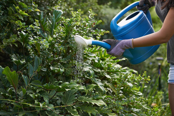 Hands, water flowers in garden and nature for growth, environment and ecology. Person with...