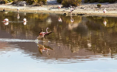 Foto op Plexiglas Flamingo in Bolivia © Galyna Andrushko
