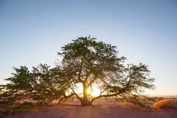 Rolgordijnen Tree in desert © Galyna Andrushko