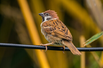 The Eurasian tree sparrow (Passer montanus) is a passerine bird in the sparrow family with a rich chestnut crown and nape and a black patch on each pure white cheek