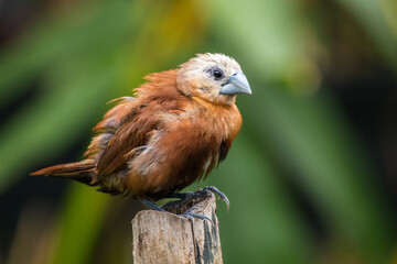 The white-headed munia (Lonchura maja) is a species of estrildid finch found in Teladan, Malaysia, Singapore, Thailand and Vietnam