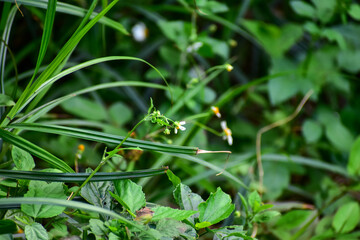 Small daisy in the rural, outdoors. Countryside scene. Flower and plant.