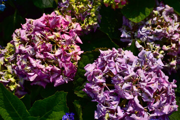 Colorful flowers in the garden. Colorful bright flowers background. Flower and plant.