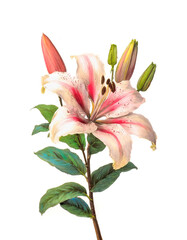 Obraz premium Lilly flower vintage illustration, botanical floral engraving style drawing isolated on white background, antique vintage book style flowers