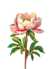 Peony flower vintage illustration, botanical floral engraving style drawing isolated on white background, antique vintage book style flowers