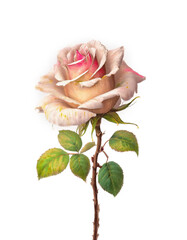 Rose flower vintage illustration, botanical floral engraving style drawing isolated on white background, antique vintage book style flowers