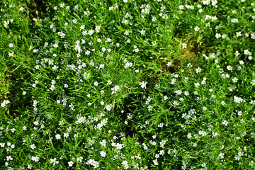 Sagina Subulata. Alpine Pearlwort. Sagina saginoides in the garden. Green plants with white flowers "Green moss". White flower bush texture background. Bright flower background. Flower and plant.