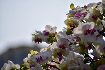 Close-up of White orchid flowers on leaves background. Bottom view of white orchid flowers with...