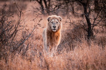 White Lion in the Kruger National Park - obrazy, fototapety, plakaty