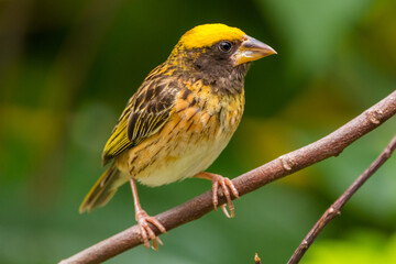 The baya weaver (Ploceus philippinus) is a weaverbird found across the Indian Subcontinent and Southeast Asia