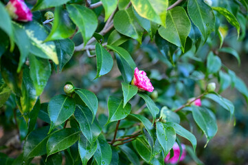 Pink and white Japanese camellia in garden with green leaves. Pink flowers in rural. Flower and...
