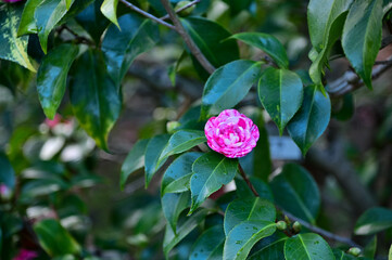 Pink and white Japanese camellia in garden with green leaves. Pink flowers in rural. Flower and...