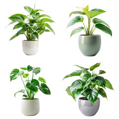 Philodendro - Set of 4 potted plants on transparent background