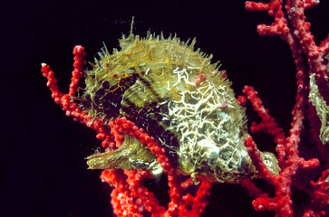 Bivalve mollusc Winged Oysters (Pteria hirundo) on Soft coral Gorgonian or Sea fan (paramuricea chameleon).  Mediterranean sea, Algheo, Sardinia, Italy © antasfoto