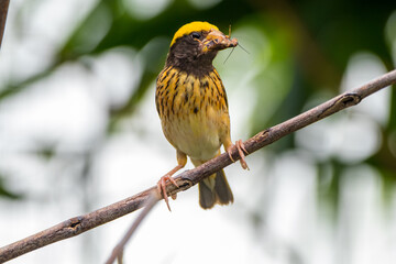 The baya weaver (Ploceus philippinus) is a weaverbird found across the Indian Subcontinent and Southeast Asia