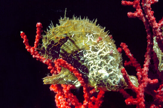 Bivalve mollusc Winged Oysters (Pteria hirundo) on Soft coral Gorgonian or Sea fan (paramuricea chameleon).  Mediterranean sea, Algheo, Sardinia, Italy
