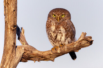 Owlet in a tree