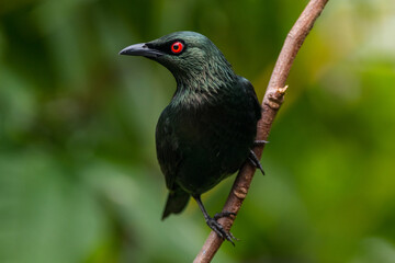 The Asian glossy starling (Aplonis panayensis) is a species of starling in the family Sturnidae. It is found in Bangladesh, Brunei, India, Indonesia