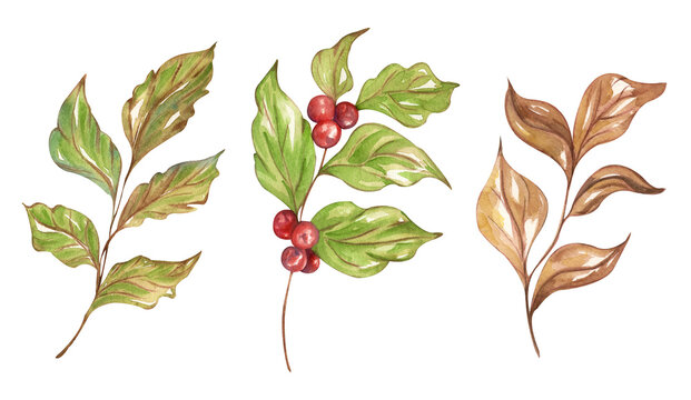 Watercolor coffee twig with leaves and redd berries