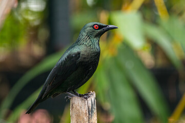 The Asian glossy starling (Aplonis panayensis) is a species of starling in the family Sturnidae. It is found in Bangladesh, Brunei, India, Indonesia