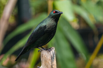 The Asian glossy starling (Aplonis panayensis) is a species of starling in the family Sturnidae. It is found in Bangladesh, Brunei, India, Indonesia