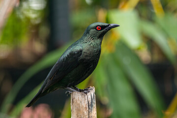 The Asian glossy starling (Aplonis panayensis) is a species of starling in the family Sturnidae. It is found in Bangladesh, Brunei, India, Indonesia