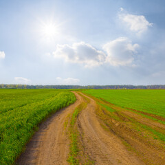 Fototapeta na wymiar ground road among green rural fields at sunny spring day, seasonal agricultural scene