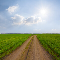 Fototapeta na wymiar ground road among green rural fields at sunny spring day, seasonal agricultural scene