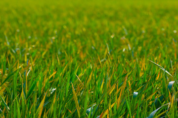 closeup green sprouts in field, spring seasonal  agricultural background