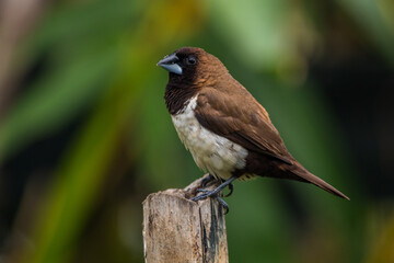 The Javan munia (Lonchura leucogastroides) is a species of estrildid finch native to southern Sumatra, Java, Bali and Lombok islands in Indonesia