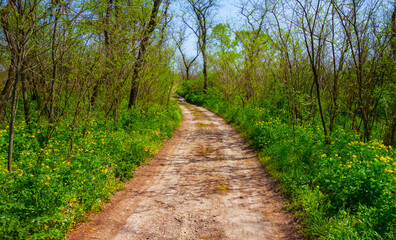 ground road through the spring forest, seasonal outdoor scene
