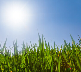 Obraz premium closeup green wheat sprouts in light of sparkle sun