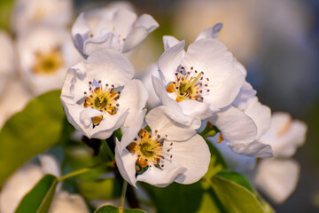 Pear flowers in spring