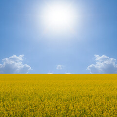 yellow rape field spring agricultural scene
