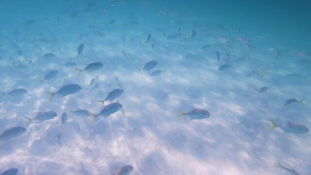 A school of yellow tail snapper swimming in the clear waters of the Gulf of Mexico near Rosemary Beach, Florida in the USA