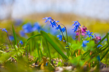 closeup blue snowdrop Scilla flowers on forest glade,  spring outdoor scene