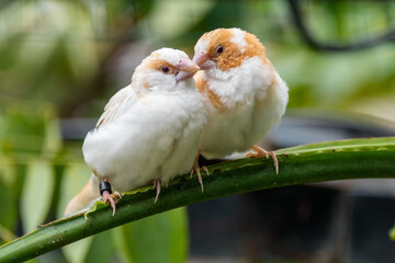 Known as the Society finch in North America and the Bengali finch or Bengalese finch elsewhere, Lonchura striata domestica is a domesticated finch not found in nature