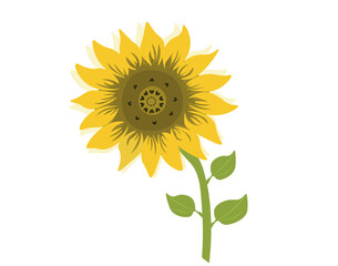 Sunflower isolated on white background. Cute sunflower flower vector illustration. Sunflower Agricultural Plant with Yellow Petals and Seeds Vector Set