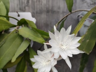 Close-up of a blooming white Princess of the Night flower (Epiphyllum oxypetalum).  The delicate, star-shaped flower boasts large, pristine white petals and a long, slender central tube.