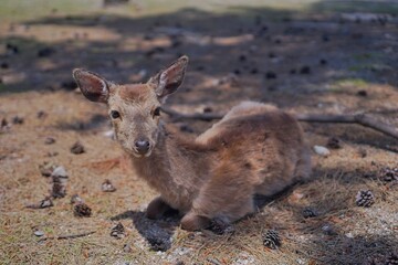 kangaroo and baby