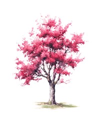 Watercolor illustration of a blooming cherry tree isolated on white background.